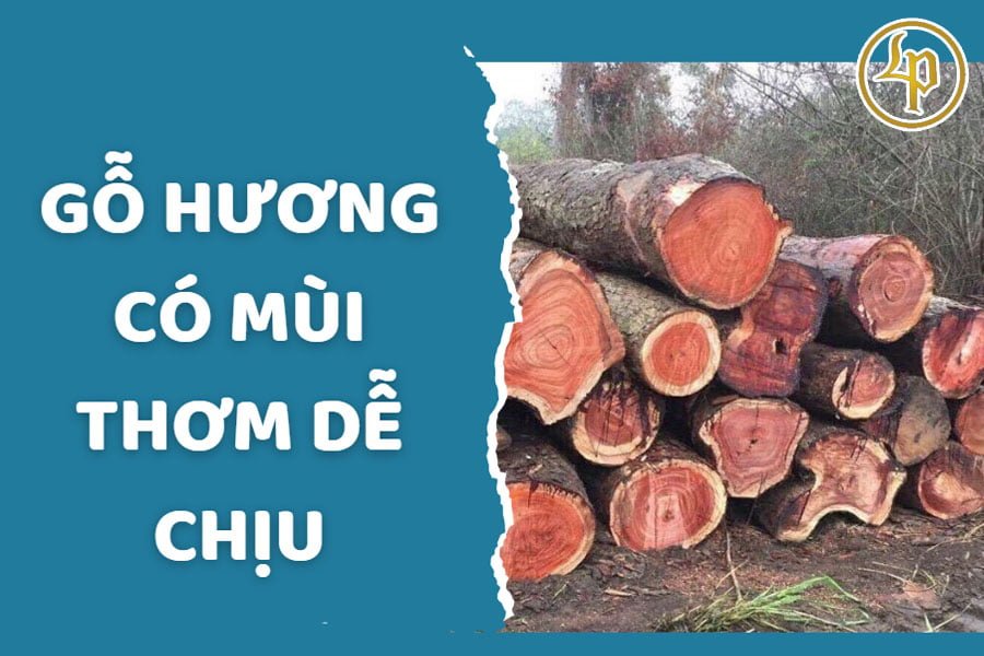 go-huong-co-mui-de-chiu